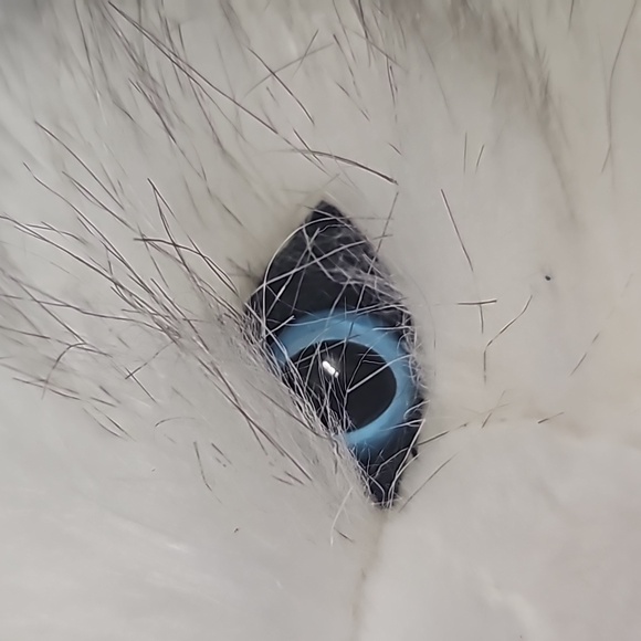 Plush stuffed white blue eyed siamese realistic cat 12 inches sitting - Picture 3 of 7